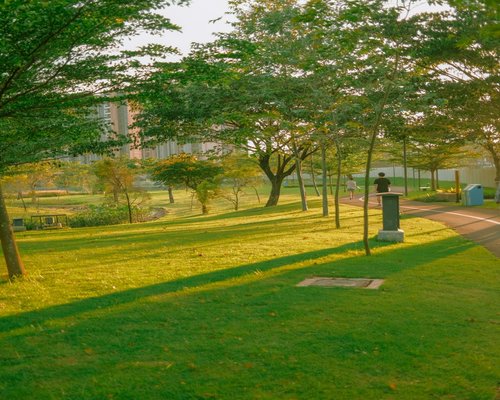 Woman walking in a park surrounded by green trees on a sunny morning